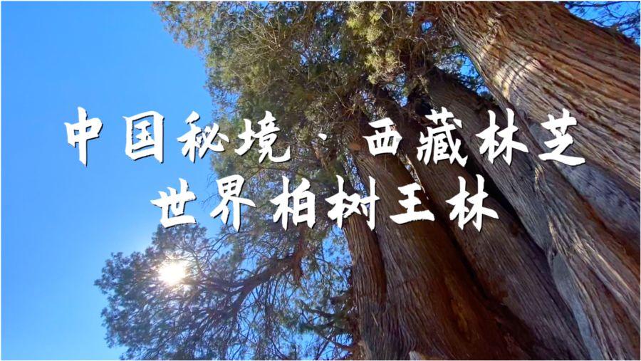 泰国华裔富婆闪耀亿万富豪婚礼！穿蓝色蕾丝裙好嫩，老公也超帅气